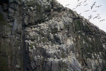 Fototapeta na wymiar Northern gannets, Bass Rock, Scotland