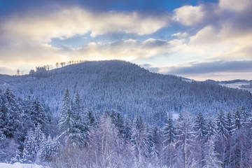Winterwald am Abend