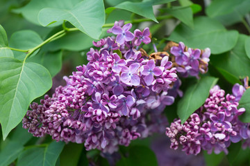 Branch blossoming lilac closeup