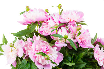 Big bouquet of pink peonies in a transparent vase, it is isolated, a white background