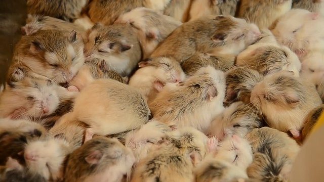 Hamsters sleeping