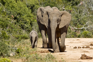 Fototapeta premium Elephants and their young on a gravel road