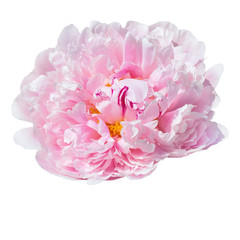  pale pink peonies isolated on white background