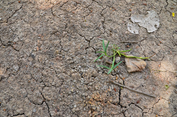 Trees in the ground cracked