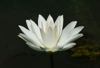Close side view of a beautiful white water lily plant on a dark background