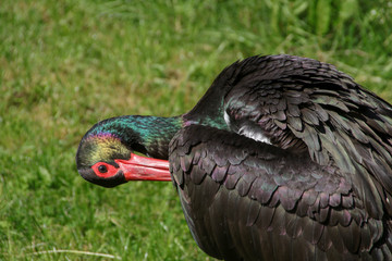 Schwarzstorch, Black Stork, Ciconia Nigra