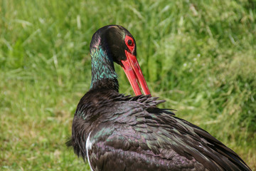 Schwarzstorch, Black Stork, Ciconia Nigra