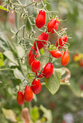 Fresh tomatoes.