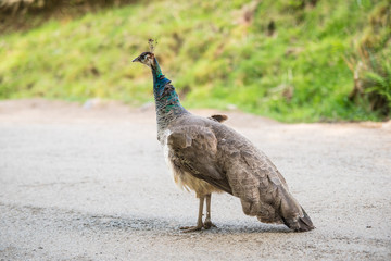 One peacock female