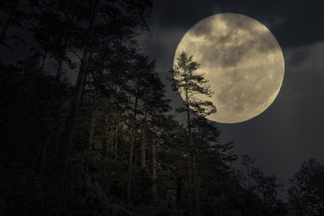Mountain forest in a full moon night © Zacarias da Mata