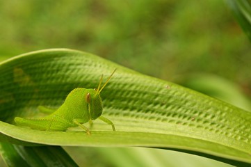 Green grasshoppers stand on green leaves, blurred backgrounds.