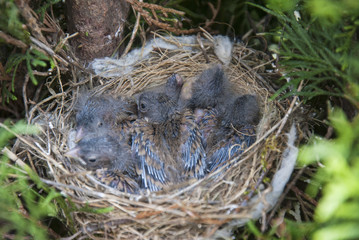 Common Linnet (arduelis cannabina) baby birds laying in the nest in thuja.