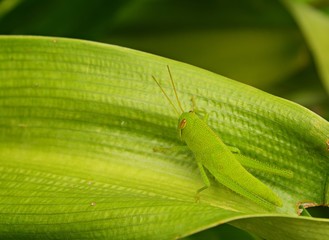 Green grasshoppers stand on green leaves, blurred backgrounds.