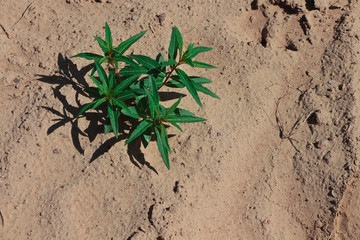 sand