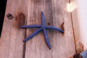 Blue Seastar, Starfish / Mnemba Island, Zanzibar Island, Tanzania, Indian Ocean, Africa