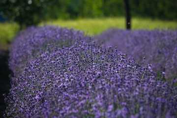 Obraz premium Fioritura della lavanda