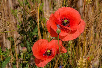 Naklejka premium Mohnblume, Mohn, Poppy, Poppies, Kornfeld