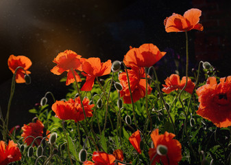 Wonderful poppy field in late may. Landscape with nice sunset over poppy field. Red poppies close-up.