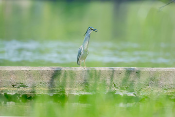little heron or green backed heron, is a small heron.