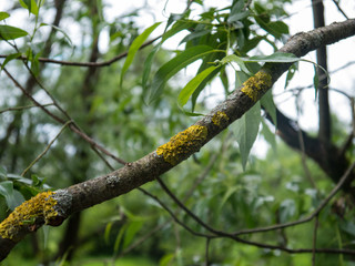 Diseased branch of tree with yellow lichen