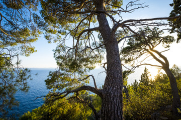 Park suma sveti Petar in Makarska Rivera in Croatia