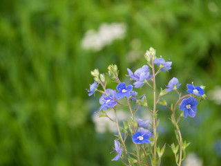 Blue forget-me-nots flowers with green law grass unfocused background