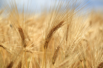 golden grain field