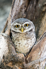 Spotted Owlet in nest