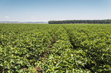 Fototapeta na wymiar Green cotton field 