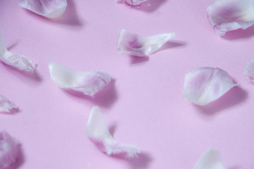 Flower petals on soft pink pastel background. Abstract minimalistic background