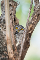 Spotted Owlet in nest