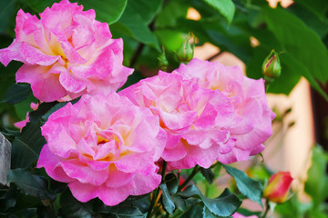 Pink roses on tall rose bush