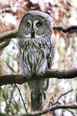Great grey owl perched in a tree