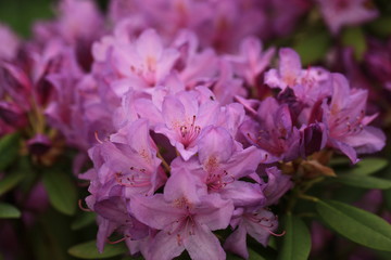 Beautiful flowers of rhododendron on a floral background.