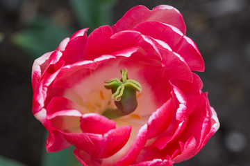 Red White Peony wild flower - Paeonia mascula