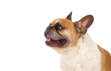 Portrait in Studio of a cute bulldog