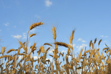 ears of wheat on blue sky