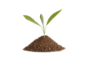 Photo of a sage plant growing on a hill of clay isolated on a white background