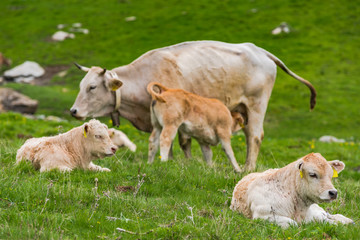 Cows on green meadow in high mountains Pyrenees