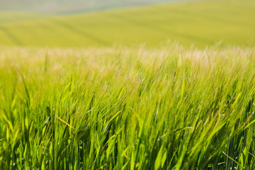 wheat blowing in the wind