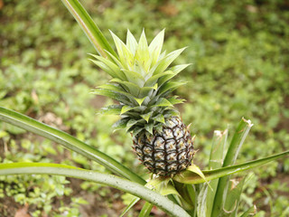A small pineapple growing on a plant in a garden