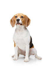 beautiful beagle dog isolated on white
