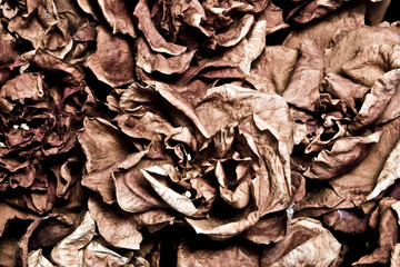 Dead Dried Flowers 