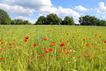 Sommerwiese mit bunten Blumen