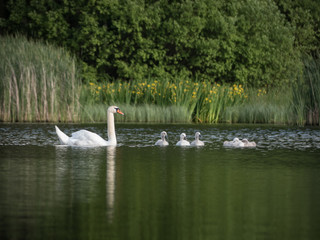 cute swan chicks on a lake
