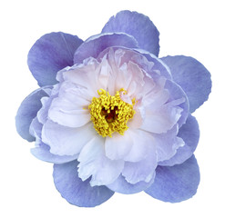 Naklejka premium Peony flower white-blue on a white isolated background with clipping path. Nature. Closeup no shadows. Garden flower.