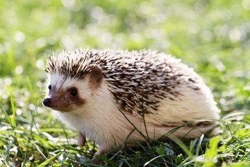  African white- bellied hedgehog