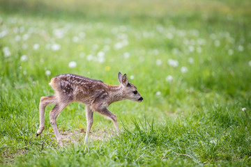 Young wild roe deer in grass, Capreolus capreolus. New born roe deer, wild spring nature.