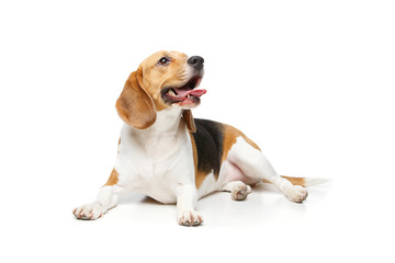 beautiful beagle dog isolated on white - obrazy, fototapety, plakaty