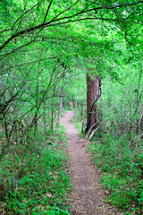 Narrow Path Through Forest